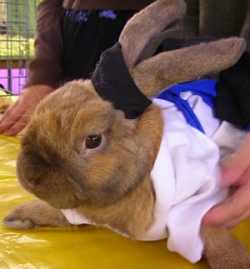 Jeremiah at The Millarville Fall Fair 2007
